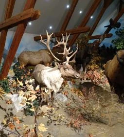 Hunor Vadászati Múzeum