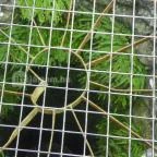 Kisnánai Várrom és Népi Műemlék Kisnána - 