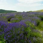 Levendula Ház Látogatóközpont Tihany - 