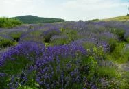 Levendula Ház Látogatóközpont Tihany