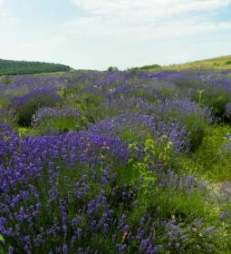 Levendula Ház Látogatóközpont 