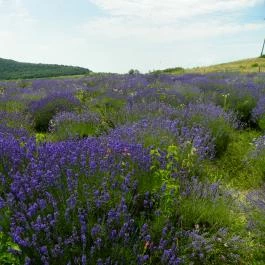 Levendula Ház Látogatóközpont Tihany - Egyéb