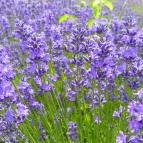 Levendula Ház Látogatóközpont Tihany - 