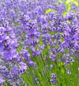 Levendula Ház Látogatóközpont 