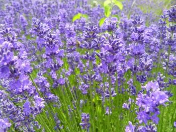 Levendula Ház Látogatóközpont Tihany