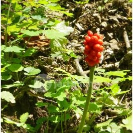 Magyarország Történeti Kertjei Kiállítás, Alcsútdoboz - 