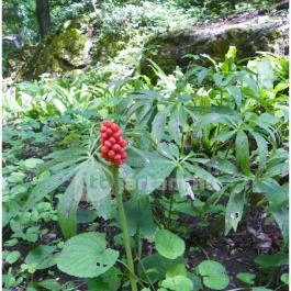 Magyarország Történeti Kertjei Kiállítás, Alcsútdoboz - 