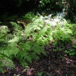 Magyarország Történeti Kertjei Kiállítás, Alcsútdoboz - 