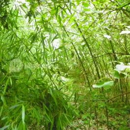 Magyarország Történeti Kertjei Kiállítás, Alcsútdoboz - 