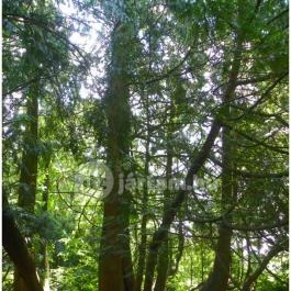 Magyarország Történeti Kertjei Kiállítás, Alcsútdoboz - 