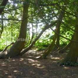 Magyarország Történeti Kertjei Kiállítás, Alcsútdoboz - 