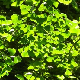 Magyarország Történeti Kertjei Kiállítás, Alcsútdoboz - 