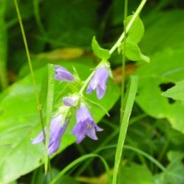 Magyarország Történeti Kertjei Kiállítás, Alcsútdoboz - 