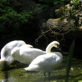 Magyarország Történeti Kertjei Kiállítás, Alcsútdoboz - 
