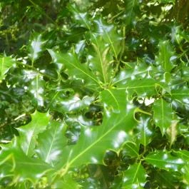 Magyarország Történeti Kertjei Kiállítás, Alcsútdoboz - 