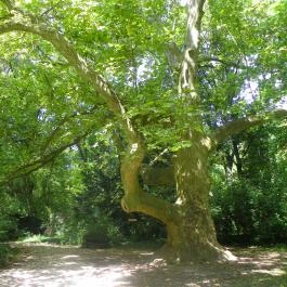 Magyarország Történeti Kertjei Kiállítás, Alcsútdoboz - 