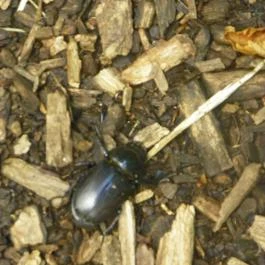 Magyarország Történeti Kertjei Kiállítás, Alcsútdoboz - 