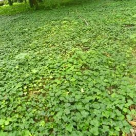 Magyarország Történeti Kertjei Kiállítás, Alcsútdoboz - 