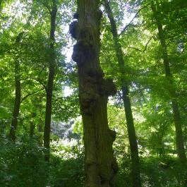 Magyarország Történeti Kertjei Kiállítás, Alcsútdoboz - 