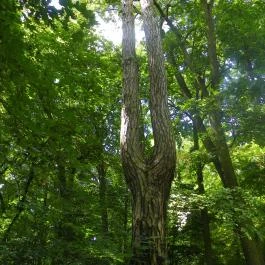 Magyarország Történeti Kertjei Kiállítás, Alcsútdoboz - 