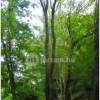 Mezítlábas Park Tabajd - 