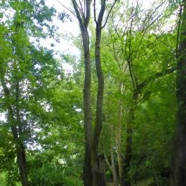 Mezítlábas Park Tabajd - Egyéb