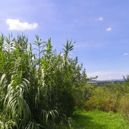 Mezítlábas Park Tabajd - Egyéb