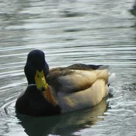 Miskolctapolca Barlangfürdő Miskolctapolca - Egyéb