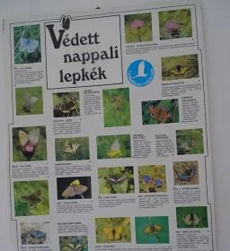 Őrségi Vadászati Kiállítás