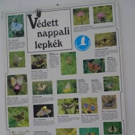 Őrségi Vadászati Kiállítás Magyarszombatfa - Egyéb