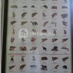 Őrségi Vadászati Kiállítás Magyarszombatfa - 