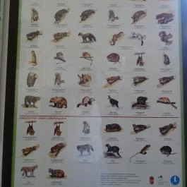 Őrségi Vadászati Kiállítás Magyarszombatfa - Egyéb