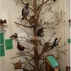 Őrségi Vadászati Kiállítás Magyarszombatfa - 