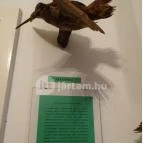 Őrségi Vadászati Kiállítás Magyarszombatfa - 