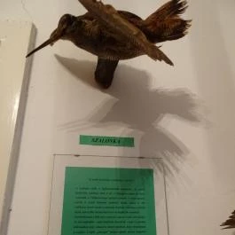 Őrségi Vadászati Kiállítás Magyarszombatfa - Egyéb