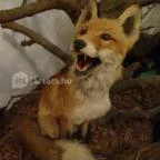 Őrségi Vadászati Kiállítás Magyarszombatfa - 