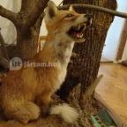 Őrségi Vadászati Kiállítás Magyarszombatfa - 