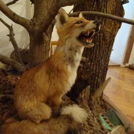 Őrségi Vadászati Kiállítás Magyarszombatfa - Egyéb