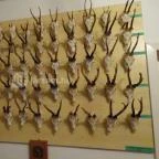 Őrségi Vadászati Kiállítás Magyarszombatfa - 