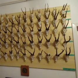 Őrségi Vadászati Kiállítás Magyarszombatfa - Egyéb