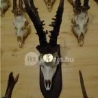 Őrségi Vadászati Kiállítás Magyarszombatfa - 