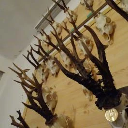 Őrségi Vadászati Kiállítás Magyarszombatfa - Egyéb