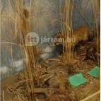 Őrségi Vadászati Kiállítás Magyarszombatfa - 