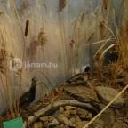 Őrségi Vadászati Kiállítás Magyarszombatfa - 