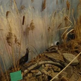 Őrségi Vadászati Kiállítás Magyarszombatfa - Egyéb