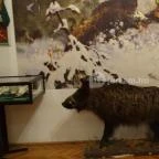 Őrségi Vadászati Kiállítás Magyarszombatfa - 