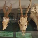 Őrségi Vadászati Kiállítás Magyarszombatfa - 