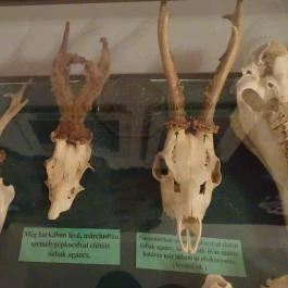 Őrségi Vadászati Kiállítás Magyarszombatfa - Egyéb