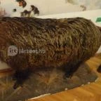 Őrségi Vadászati Kiállítás Magyarszombatfa - 