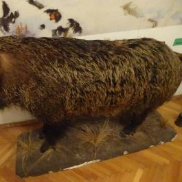 Őrségi Vadászati Kiállítás Magyarszombatfa - Egyéb